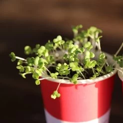 Alkaline Greens Groovy Grow Kit