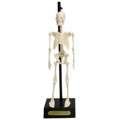 Anatomical Skeleton Educational Model & Stand