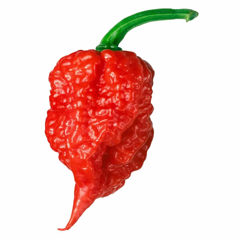 Carolina Reaper World's Hottest Chilli All-In-One Grow Kit 4 Carolina Reaper World's Hottest Chilli All-In-One Grow Kit - Image 2