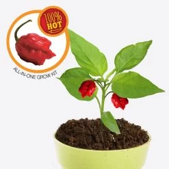 Carolina Reaper World's Hottest Chilli All-In-One Grow Kit