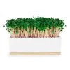 Urban Greens Microgreens Growing Kit - Pink Kale 1 Urban Greens Microgreens Growing Kit - Pink Kale -Entertainment Toy Store Yellow Octopus Urban Greens Microgreens Grow Kit Pink Kale 2