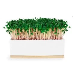 Urban Greens Microgreens Growing Kit - Pink Kale